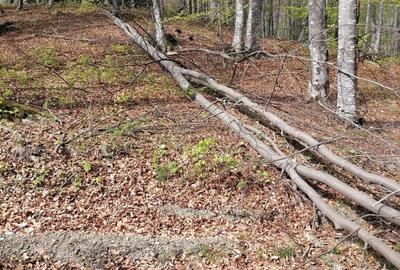 Vanzare teren exceptional, Valea Doftanei, Florei-Secaria, 22000mp, 250 000 euro - 4