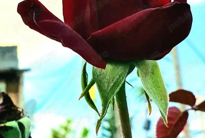 Casă cu Teren 1411 Mp în Sânpetru - 4