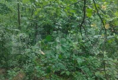 Teren intravilan, 5857 mp, Baltati, Horodnicu de Sus - 2