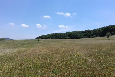Vand teren intre Popesti si Corusu(jud. Cluj),in apropierea padurii - 9