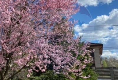 Casă cu 5 camere cu Teren 1097 Mp în Mogoșoaia - 29