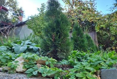 VILA MODERNA cu gradina in Schei - 15