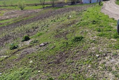 Spațiu comercial, în Răchiți - 3