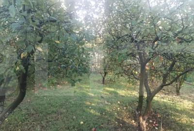 Casă cu 3 camere cu Teren 1840 Mp în Central - 2