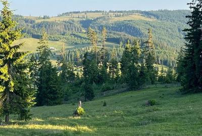 Teren de 500000 mp, în Ciocănești - 13