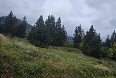 Teren de 4149 mp, în Colibița - 2