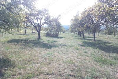 Teren de 2000 mp, în Coaș - 2