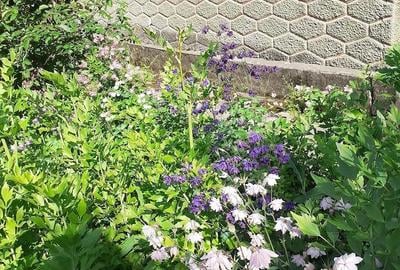 Casă cu Teren 2350 Mp în Central - 2