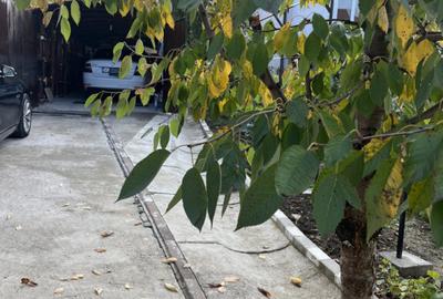 Casa Vladesti ?arina - 4