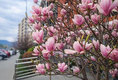 Apartament cu 3 camere decomandat, mobilat în Tractorul - 17