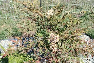 Spațiu comercial, în Feiurdeni - 6