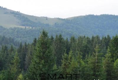 Casă cu 5 camere cu Teren 2000 Mp în Paltin - 6