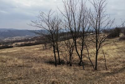 Vănd Teren Extravilan Dănulești, Jud. Buzău 9700 mp - 2