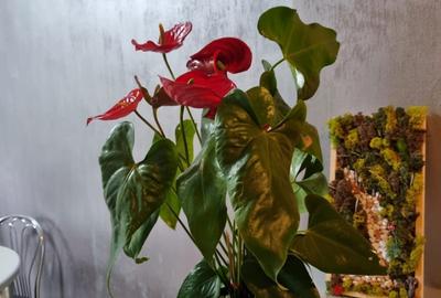 Apartament cu 3 camere decomandat în Central - 5