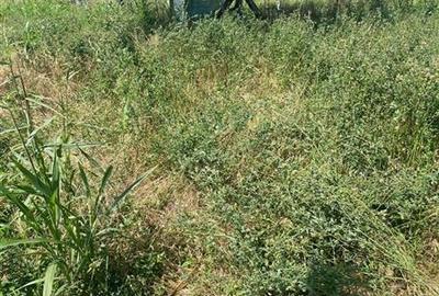 Vanzare teren localitatea Magurele - 5