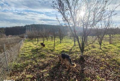 Casă cu 5 camere cu Teren 3700 Mp în Șoimuș - 8