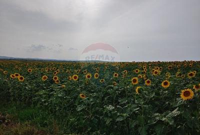Teren agricol intravilan de 300000 mp, în Stroiești - 7