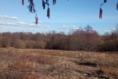 Teren de 5000 mp, în Vicovu de Sus - 2