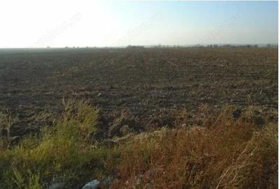 Teren extravilan Loc. Bucovat sat Sarbatoarea, jud. Dolj - 6