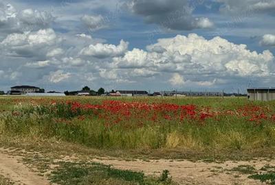 Vanzare Teren Rezidential Cernica Balaceanca 4000mp - 6