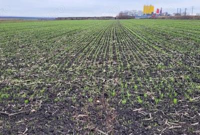 Teren de 5000 mp, în Cătămărești - 1