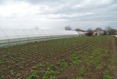 Casă cu Teren 2930 Mp în Giuvărăști - 2