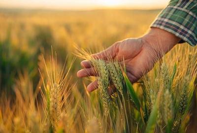 Teren agricol extravilan de 110 mp, în Stâlpu - 1