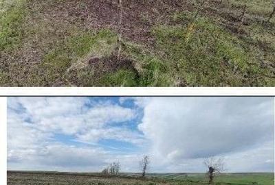 Teren de 10000 mp, în Șipote - 4