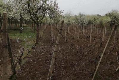 Casă cu 4 camere în Izvoru Dulce (Merei) - 3