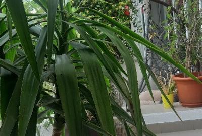 Pensiune in techirghiol - 3