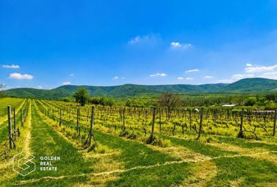 Teren agricol extravilan de 13439 mp, în Șiria - 4