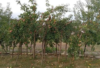 Vand casa caramida an 2000 - 6