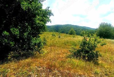 Teren de 124000 mp, în Șeica Mare - 9