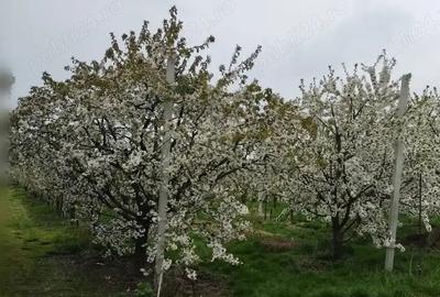 Livada 600pomi de 12 ani,cu casa 2camere,baie ,bucatarie,10000mp - 9