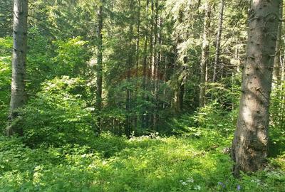 Teren de 56000 mp, în Central - 2