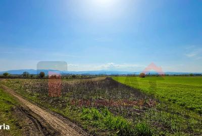 Teren de 3000 mp, în Gușterița - 6