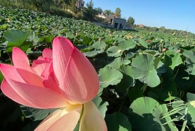 SUPER OCAZIE SE VINDE TEREN CU DESCHIDERE LA LACUL SNAGOV - 6
