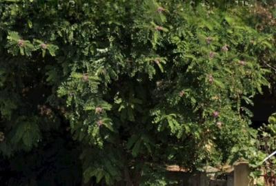 Teren centru Magurele - 3