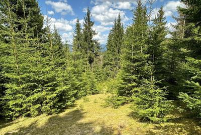 Teren Extravilan 6651mp - 3