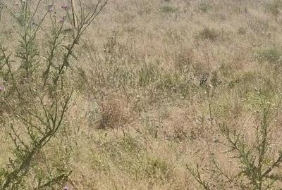 Techirghiol - Teren intravilan Techirghiol - Teren intravilan - 3