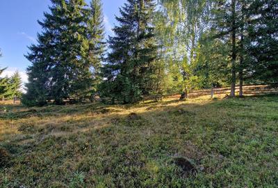 Teren Construcții intravilan de 9908 mp, în Dorna-Arini - 4