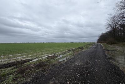 Teren de 7500 mp, în Dascălu - 3