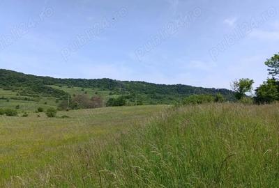 Teren de 30000 mp, în Saschiz - 4