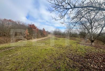 Teren extravilan, 4 hectare, langa livada de mere Ghinda - 9