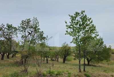 Teren extravilan 17524 mp, expunere sudica, Viforata - 11