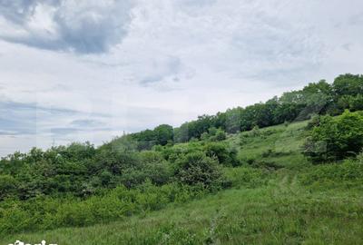 Teren de 15000 mp, în Sava - 1