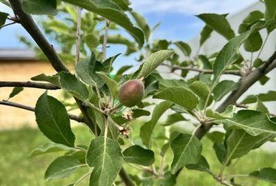 Teren de 414 mp, în Tărtășești - 2