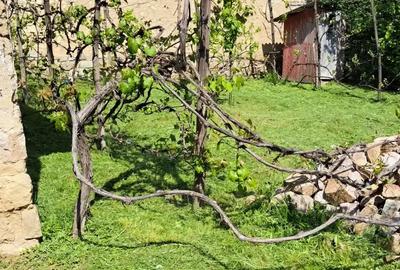 Vand casa Urvi? de Beiu? - 6