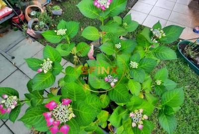 Casă individuală cu 5 camere cu Canalizare în Giulești - 38