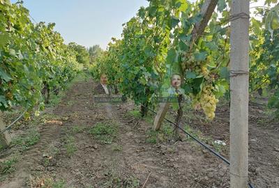 Teren intravilan Tecuci/Podgorie si Pomi Fructiferi/5000 mp - 2